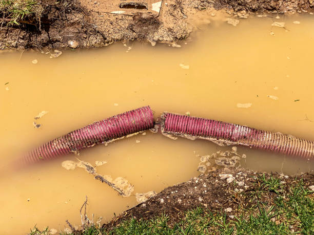Best Mold removal after water damage  in North Port, FL